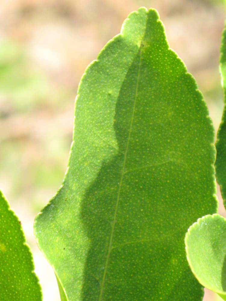            Margin (Persian, Winter Haven, FL)   